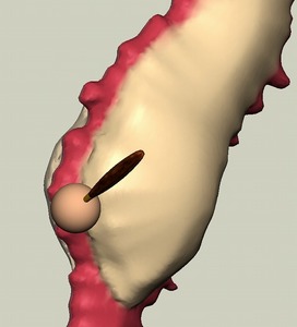 tatu-11.jpg
