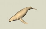 kujira06.jpg