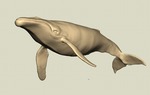 kujira07.jpg