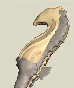 tatu-31.jpg